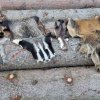 02 Aktion Februar 25 Tiere im Winterwald